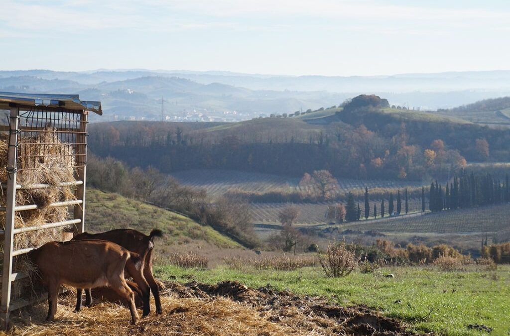 FATTORIA LE CAPRINE