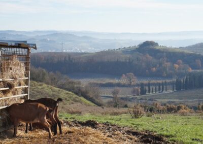 FATTORIA LE CAPRINE