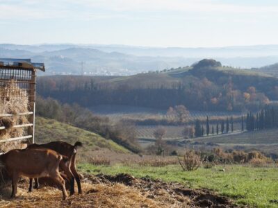 visita e degustazione Fattoria le Caprine