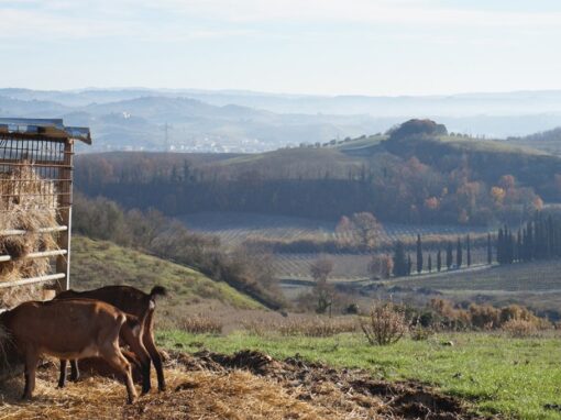 FATTORIA LE CAPRINE