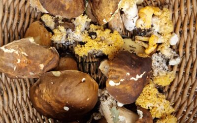 Mushroom Picking and Truffle Hunting in Valdelsa: An Autumn Experience in Gambassi Terme