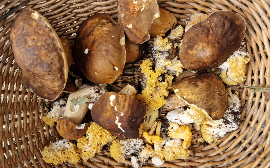 Raccolta dei Funghi e Caccia al Tartufo a Gambassi Terme: Ecco l’Autunno!