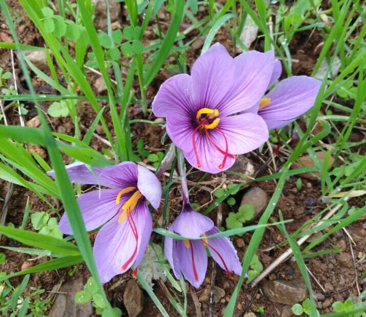 fiori di Zafferano